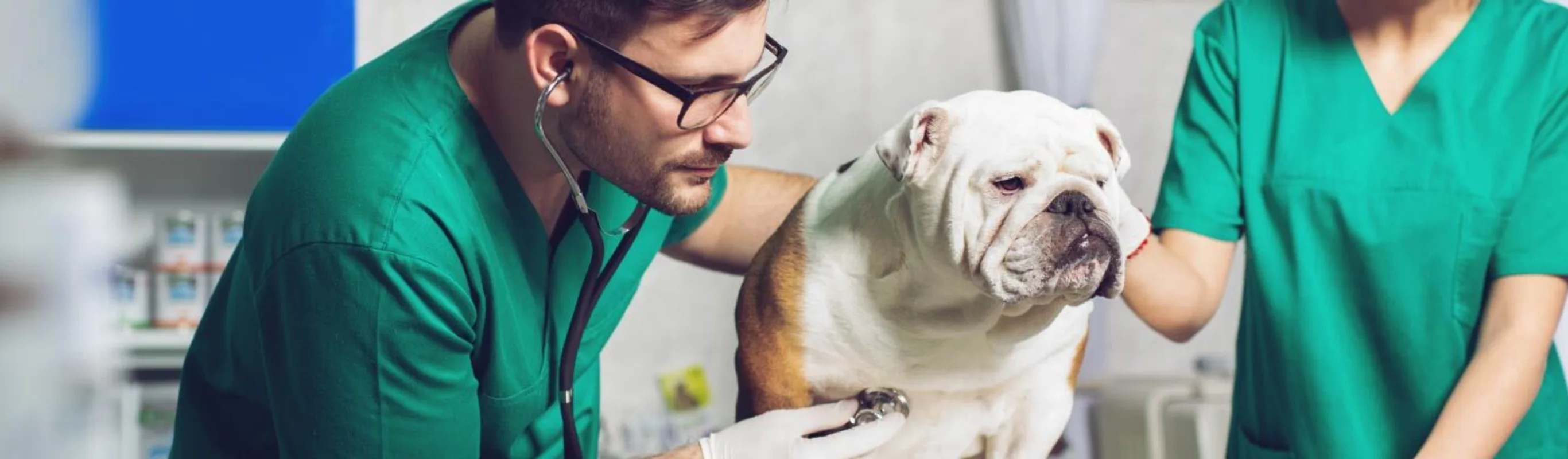 Veterinary staff examining a dog